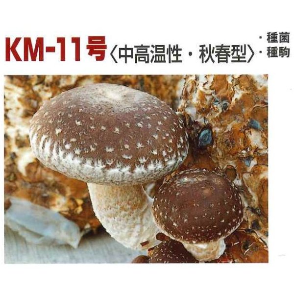 画像2: [きのこ菌]　しいたけ菌　KM-11号（秋春型）　500駒　加川椎茸（株） (2)