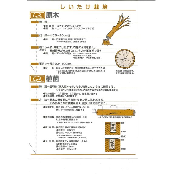 画像5: [きのこ菌]　しいたけ菌　KM-11号（秋春型）　500駒　加川椎茸（株） (5)