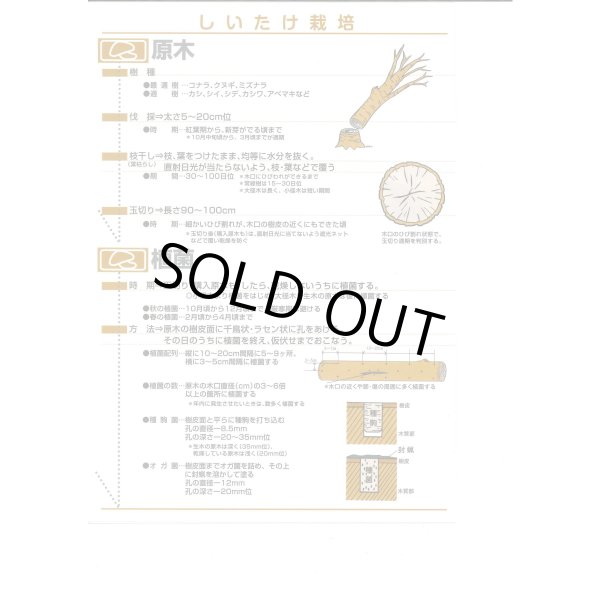 画像5: [きのこ菌]　しいたけ菌　KM-11号（秋春型）　250駒　加川椎茸（株） (5)