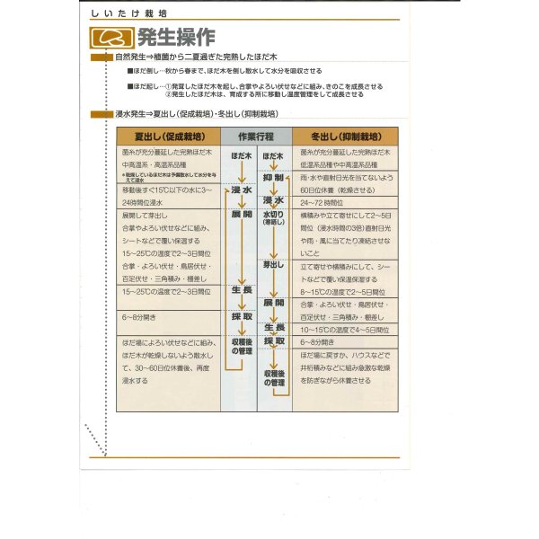 画像6: [きのこ菌]　しいたけ菌　KM-11号（秋春型）　500駒　加川椎茸（株） (6)