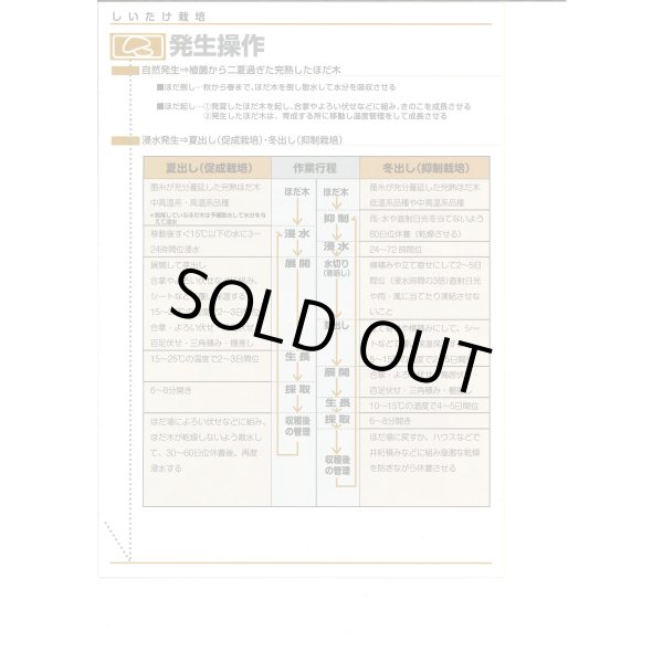 画像6: [きのこ菌]　しいたけ菌　KM-11号（秋春型）　250駒　加川椎茸（株） (6)