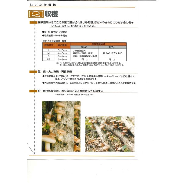 画像7: [きのこ菌]　しいたけ菌　KM-11号（秋春型）　500駒　加川椎茸（株） (7)
