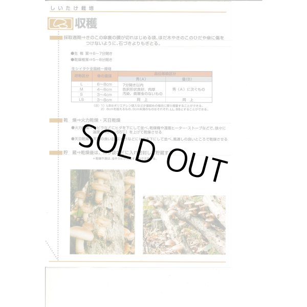 画像7: [きのこ菌]　しいたけ菌　KM-11号（秋春型）　250駒　加川椎茸（株） (7)