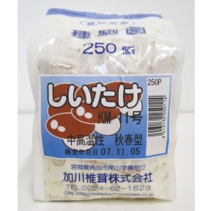 画像: [きのこ菌]　しいたけ菌　KM-11号（秋春型）　250駒　加川椎茸（株）