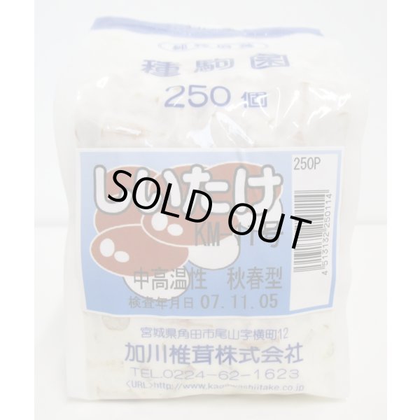 画像1: [きのこ菌]　しいたけ菌　KM-11号（秋春型）　250駒　加川椎茸（株） (1)