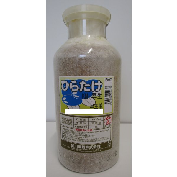 画像1: [きのこ菌]　ひらたけ　KM早生（オガクズ）1500cc　加川椎茸（株） (1)