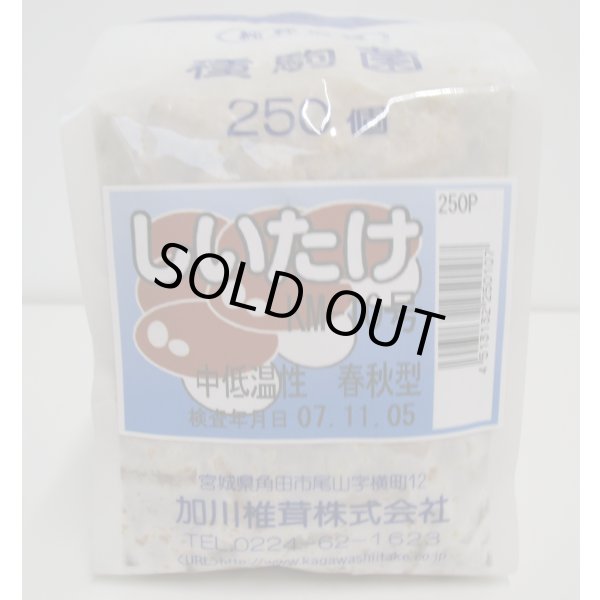 画像1: [きのこ菌]　しいたけ菌　KM-10号（春秋）250駒　加川椎茸（株） (1)
