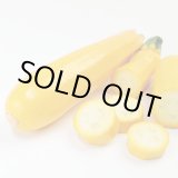 画像: 送料無料　[ズッキーニ]　イエローヤングマン　100粒　(株)サカタのタネ