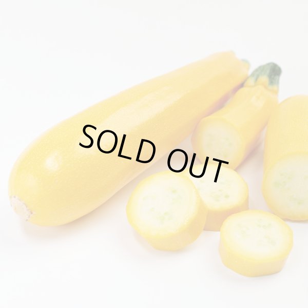 画像1: 送料無料　[ズッキーニ]　イエローヤングマン　100粒　(株)サカタのタネ (1)