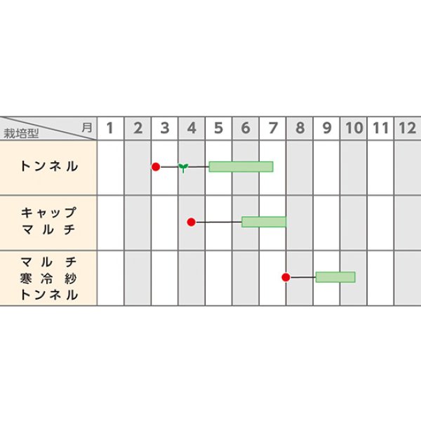 画像3: 送料無料　[ズッキーニ]　イエローヤングマン　100粒　(株)サカタのタネ (3)