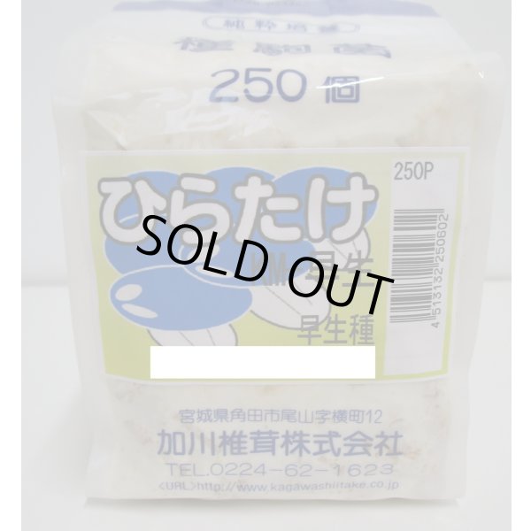 画像1: [きのこ菌]　ひらたけ　KM早生（種駒）250駒　加川椎茸（株） (1)