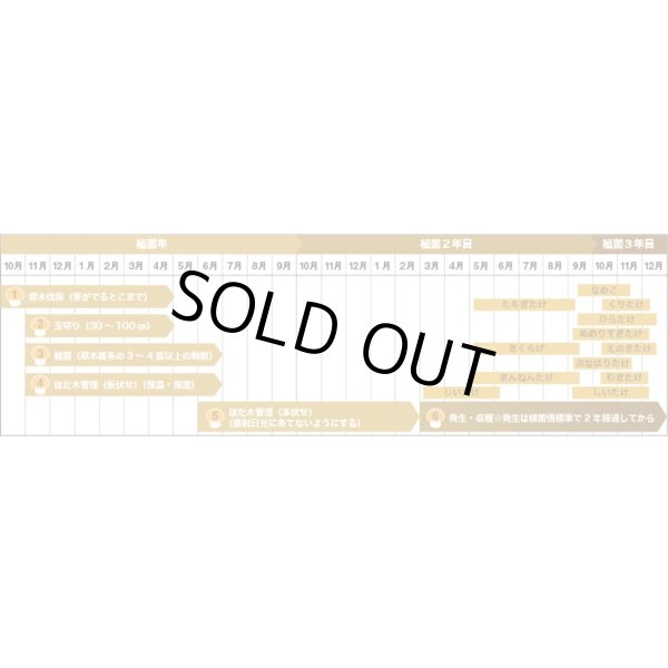 画像5: [きのこ菌]　ひらたけ　KM早生（オガクズ）1500cc　加川椎茸（株） (5)