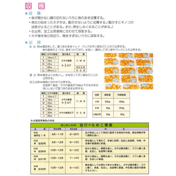 画像4: [きのこ菌]　なめこ菌　KM-88号 駒菌　250駒　加川椎茸（株） (4)