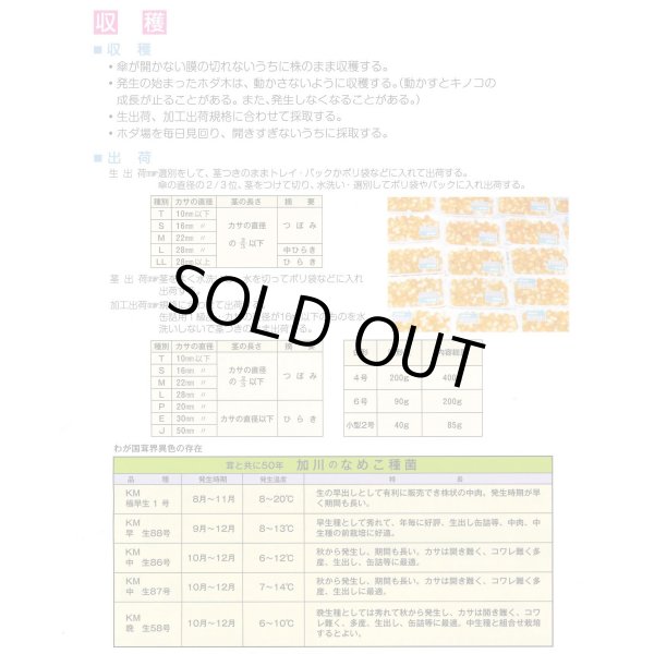画像4: [きのこ菌]　なめこ菌　KM-88号 駒菌　250駒　加川椎茸（株） (4)