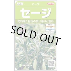 画像: 送料無料　[ハーブの種]　セージ　約180粒　(株)サカタのタネ　実咲（003182）
