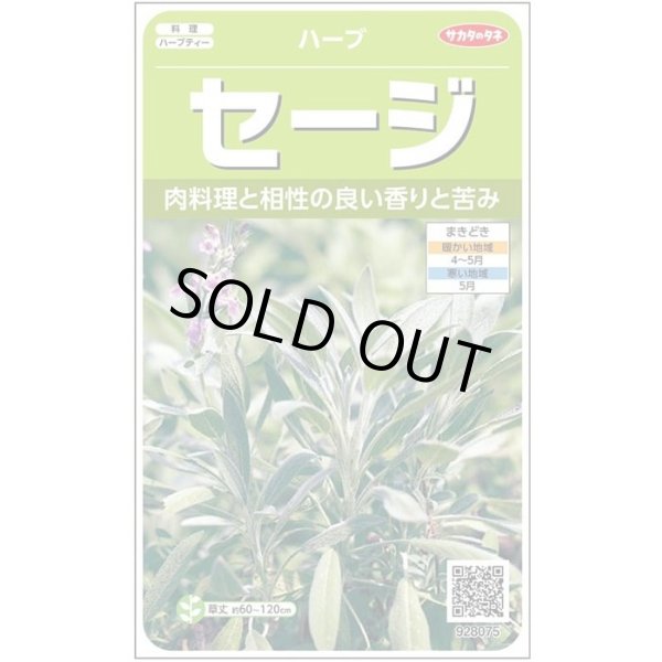 画像1: [ハーブの種] セージ 約180粒 (株)サカタのタネ 実咲250(003182) (1)