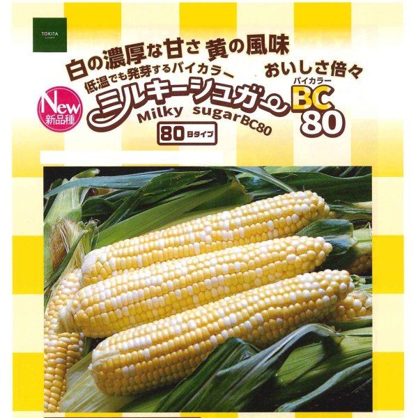 画像2: 送料無料　[とうもろこし]　ミルキーシュガーバイカラー80　150粒　トキタ種苗(株) (2)
