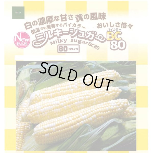 画像1: [とうもろこし]　ミルキーシュガーバイカラー80　2000粒　トキタ種苗(株) (1)