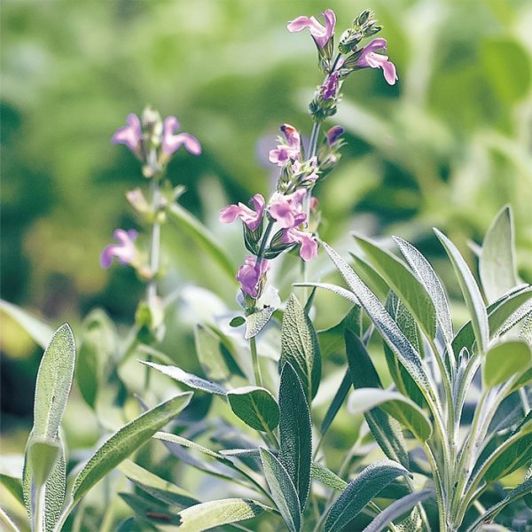 画像3: 送料無料　[ハーブの種]　セージ　約180粒　(株)サカタのタネ　実咲（003182） (3)