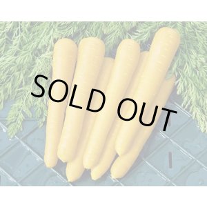 画像: 送料無料　[人参]　金美シトロン　1万粒　ヴィルモランみかど（株）