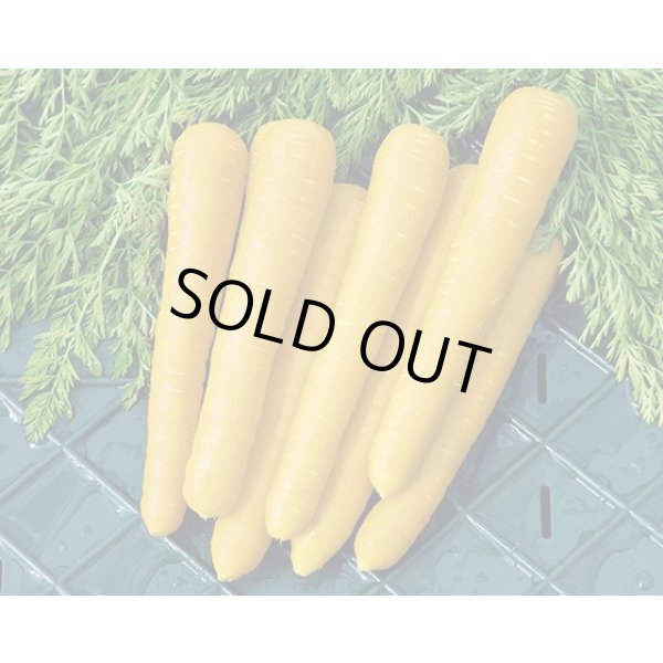 画像1: 送料無料　[人参]　金美シトロン　1万粒　ヴィルモランみかど（株） (1)