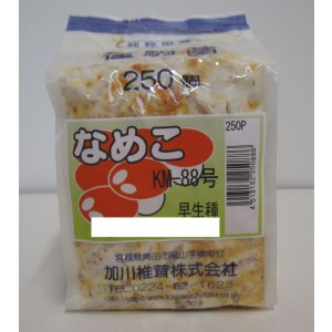 画像: [きのこ菌]　なめこ菌　KM-88号 駒菌　250駒　加川椎茸（株）