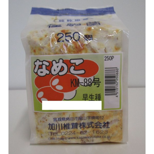 画像1: [きのこ菌]　なめこ菌　KM-88号 駒菌　250駒　加川椎茸（株） (1)
