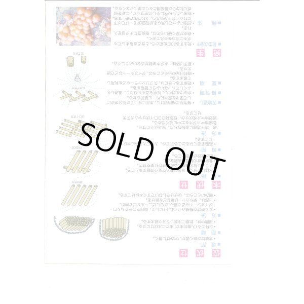 画像3: [きのこ菌]　なめこ菌　KM-88号 駒菌　250駒　加川椎茸（株） (3)