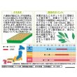 画像2: 送料無料　[ハーブの種]　セージ　約180粒　(株)サカタのタネ　実咲（003182） (2)