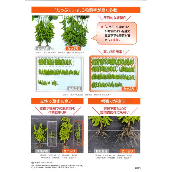 画像3: 送料無料　[枝豆]　たっぷり　1dl  （株）サカタのタネ (3)