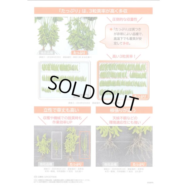 画像3: 送料無料　[枝豆]　たっぷり　33ml（約66粒） （株）サカタのタネ実咲350（107806） (3)