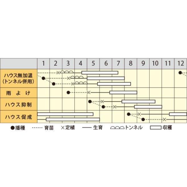 画像2: 送料無料　[トマト/ミニトマト]　ミニトマト　まるっ娘　100粒　丸種（株） (2)
