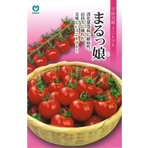 画像: 送料無料　[トマト/ミニトマト]　ミニトマト　まるっ娘　100粒　丸種（株）
