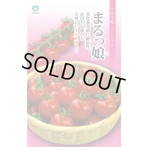 画像: 送料無料　[トマト/ミニトマト]　ミニトマト　まるっ娘　100粒　丸種（株）