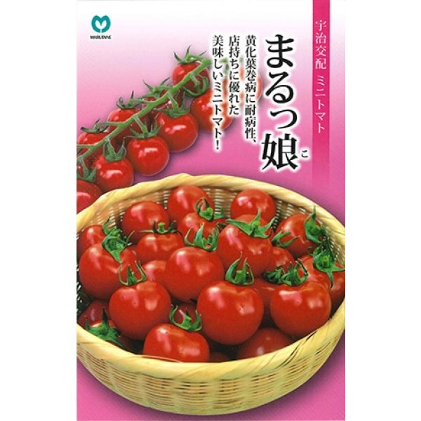 画像1: 送料無料　[トマト/ミニトマト]　ミニトマト　まるっ娘　100粒　丸種（株） (1)