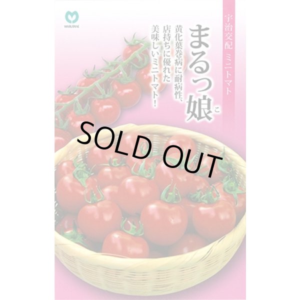画像1: [トマト/ミニトマト] ミニトマト まるっ娘 100粒 丸種（株） (1)