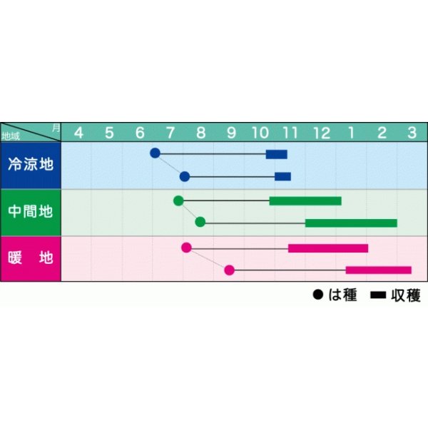画像3: [人参] 金美シトロン ペレット種子 200粒 ヴィルモランみかど（株） (3)