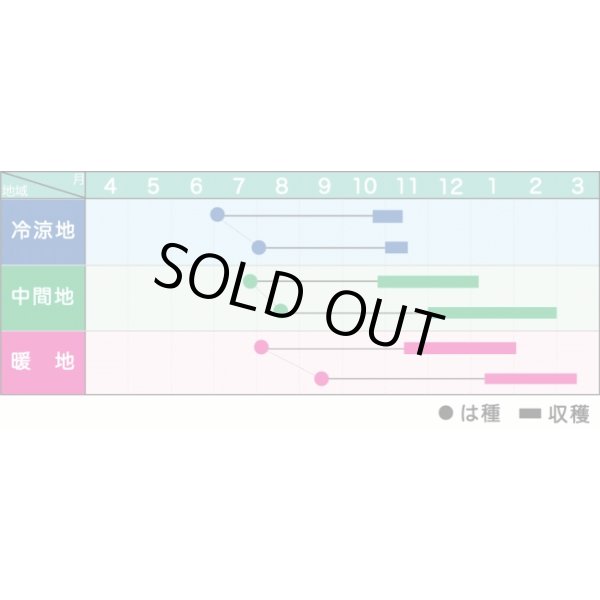 画像2: 送料無料　[人参]　金美シトロン　1万粒　ヴィルモランみかど（株） (2)