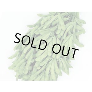 画像: 送料無料　[枝豆]　たっぷり　約125粒（株）サカタのタネ　実咲550（107807）