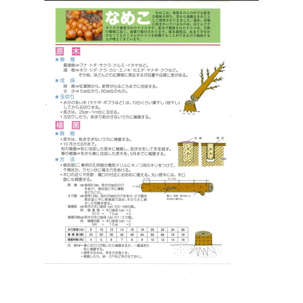 画像2: [きのこ菌]　なめこ菌　KM-88号 駒菌　250駒　加川椎茸（株） (2)