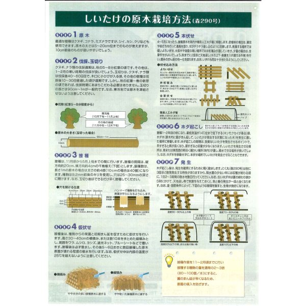 画像3: [きのこ菌]　しいたけ菌(肉丸)1000個入り (3)