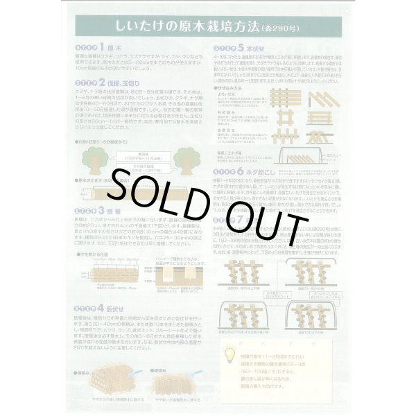 画像3: [きのこ菌]　しいたけ菌(肉丸)1000個入り (3)