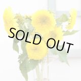 画像: 送料無料　花の種　ひまわり　グミーベア　約20粒　（株）サカタのタネ　実咲250（206036）