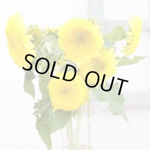 画像: 送料無料　花の種　ひまわり　グミーベア　約20粒　（株）サカタのタネ　実咲250（206036）