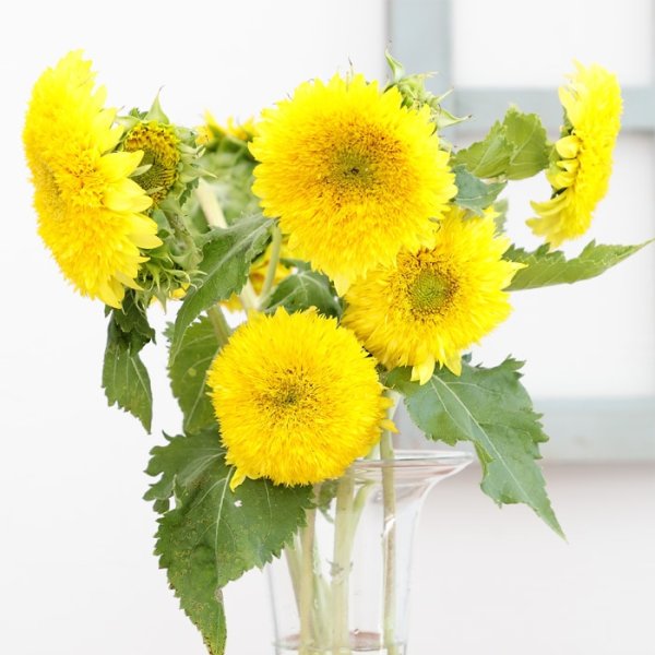 画像3: 送料無料　花の種　ひまわり　グミーベア　約20粒　（株）サカタのタネ　実咲250（206036） (3)