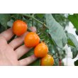 画像3: 送料無料　[トマト/ミニトマト]　トマトベリー　オレンジ　5粒　トキタ種苗（株） (3)