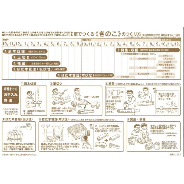 画像3: [きのこ菌]　ひらたけ　KM早生（種駒）250駒　加川椎茸（株） (3)