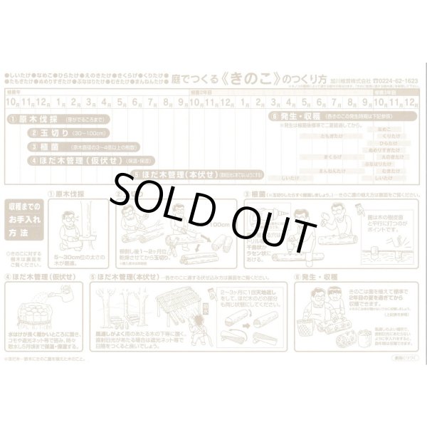 画像3: [きのこ菌]　ひらたけ　KM早生（種駒）250駒　加川椎茸（株） (3)