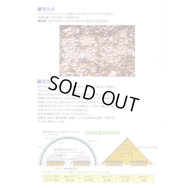 画像4: [きのこ菌]　ひらたけ　KM早生（オガクズ）1500cc　加川椎茸（株） (4)