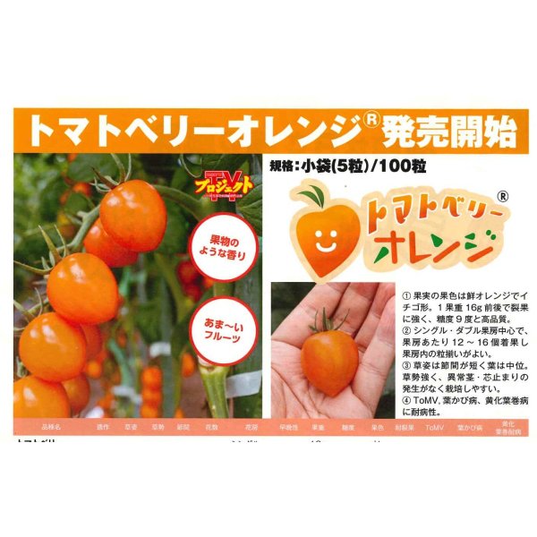 画像2: 送料無料　[トマト/ミニトマト]　トマトベリー　オレンジ　5粒　トキタ種苗（株） (2)